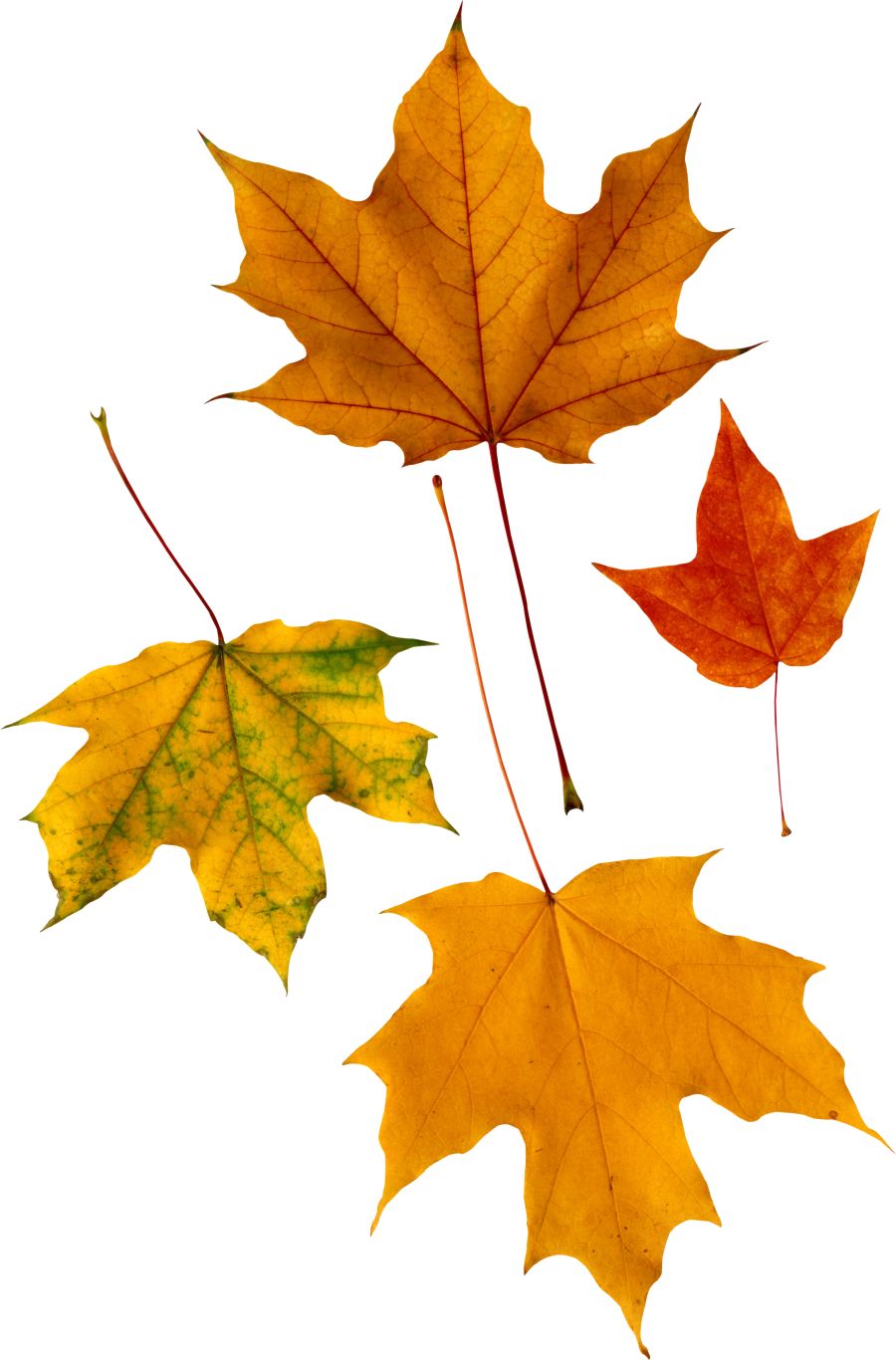 autumn PNG leaf     图片编号:3588