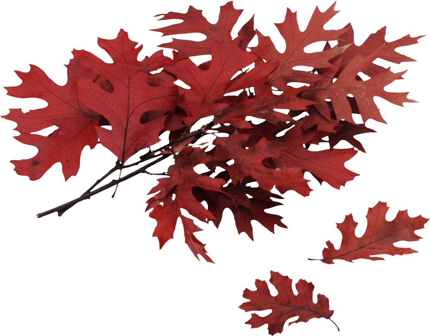 autumn PNG leaf     图片编号:3589