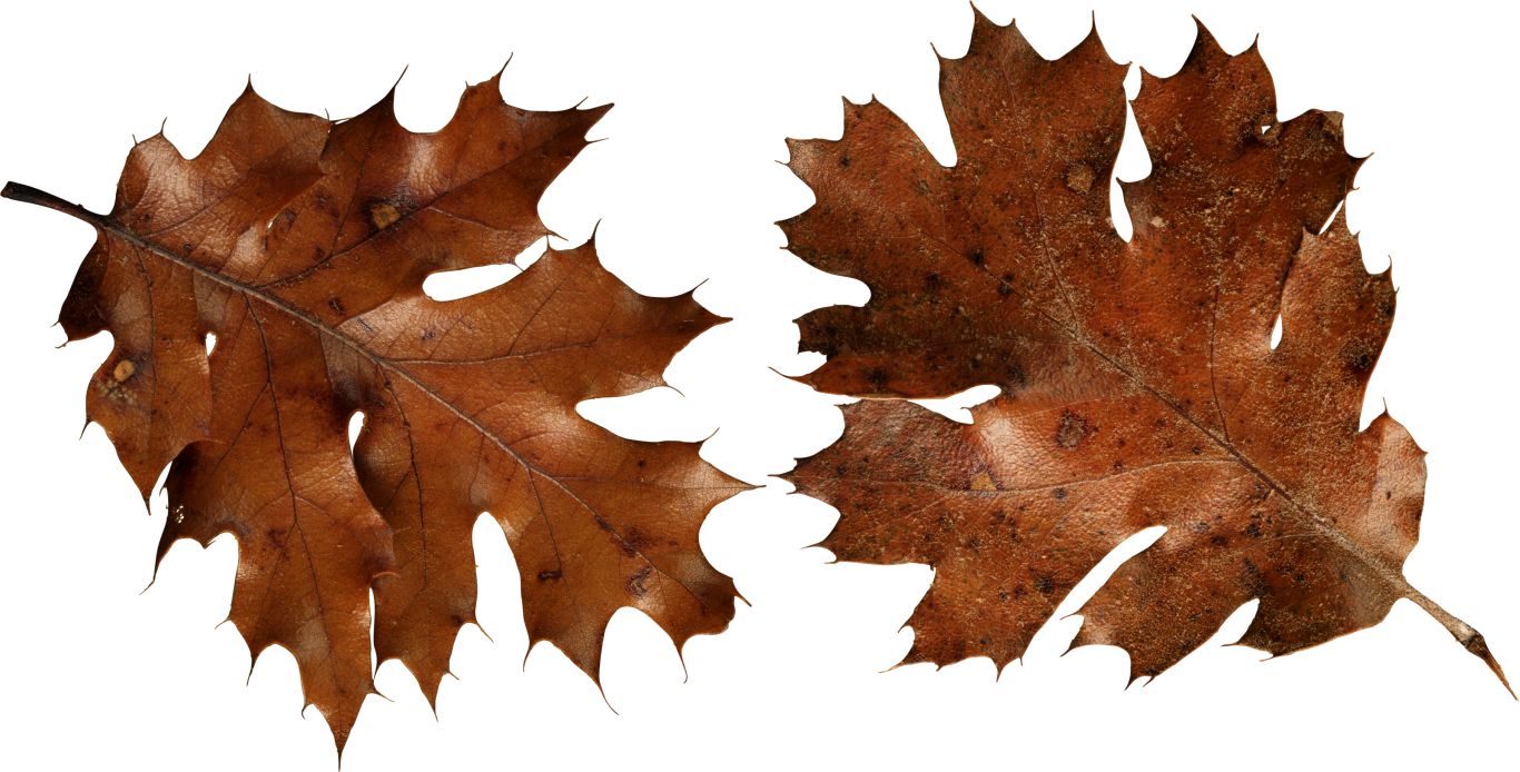 autumn PNG leaf     图片编号:3590