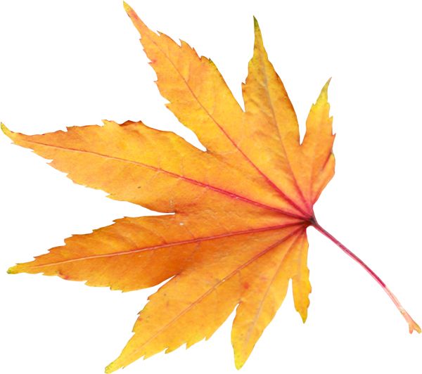autumn PNG leaf     图片编号:3591