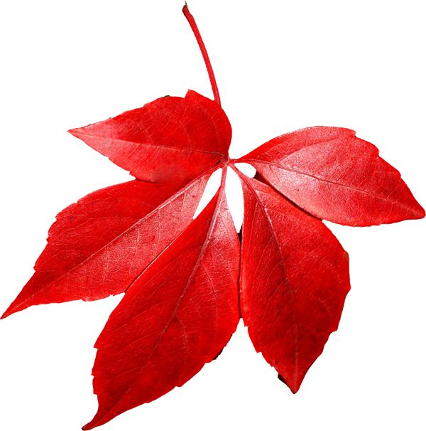 red autumn PNG leaf     图片编号:3592