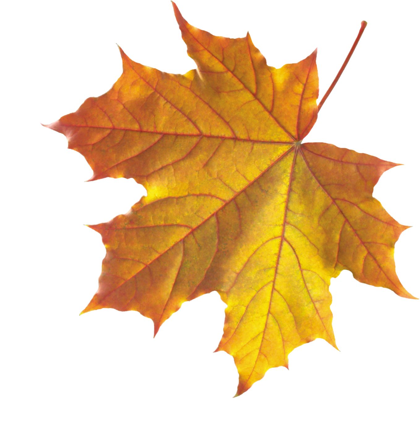 autumn PNG leaf     图片编号:3594