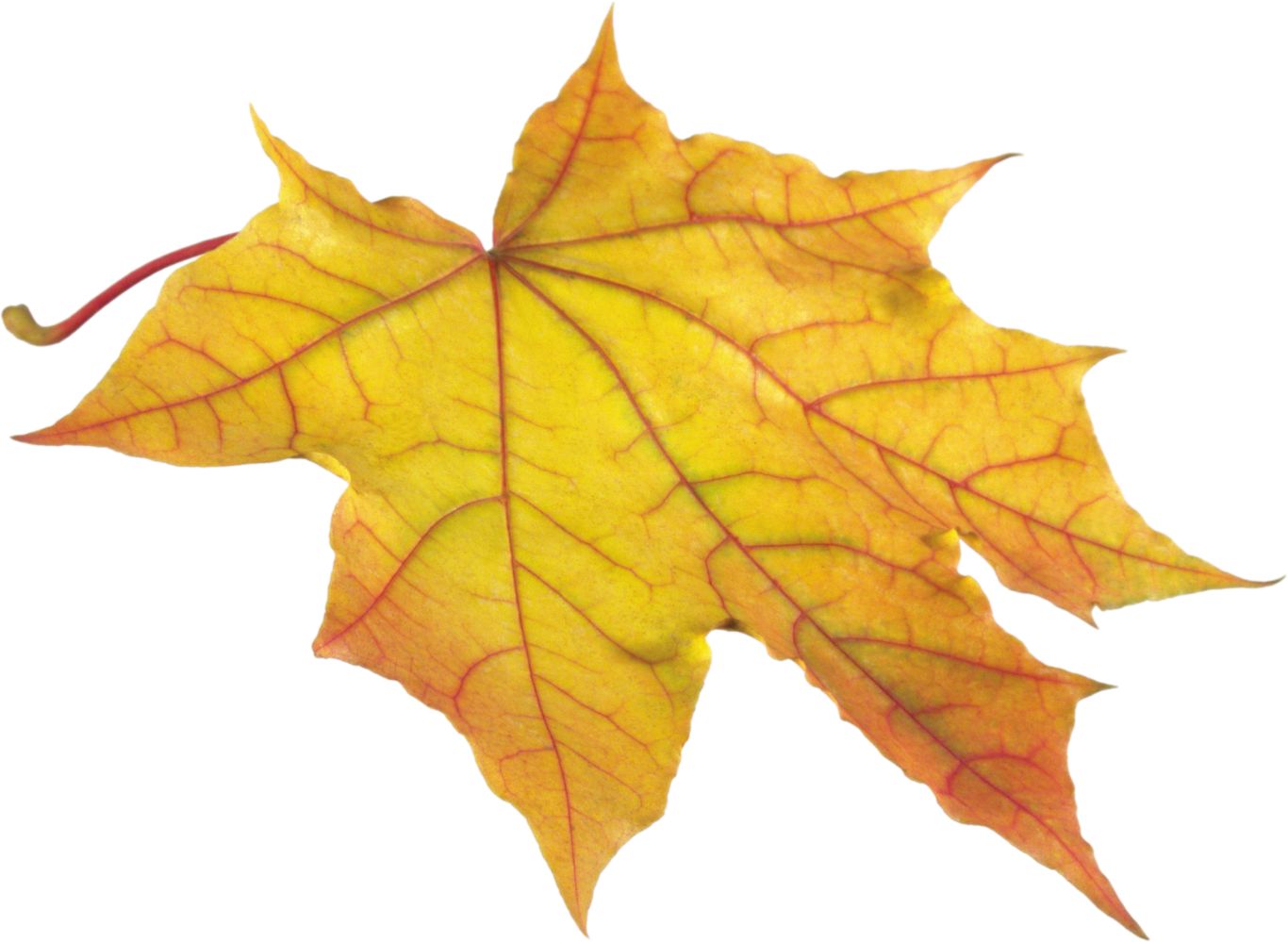 yellow autumn PNG leaf     图片编号:3595