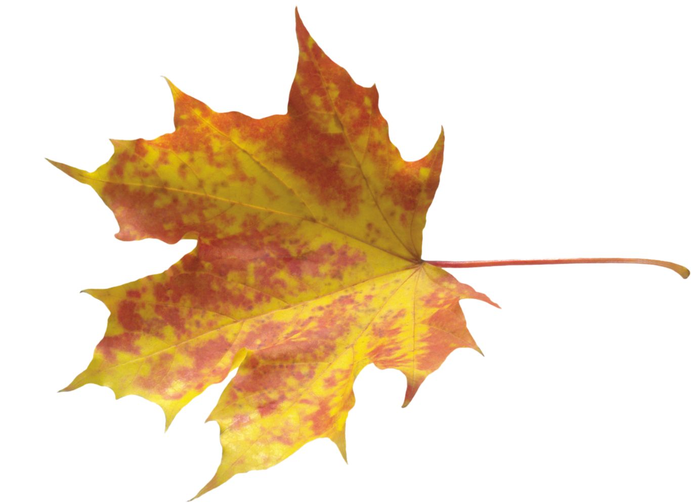 autumn PNG leaf     图片编号:3596