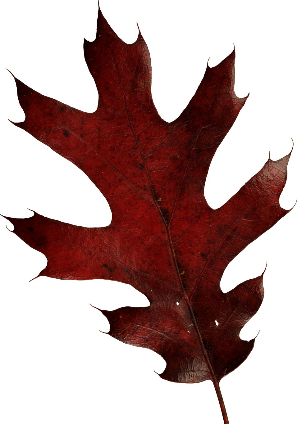 autumn PNG leaf     图片编号:3599