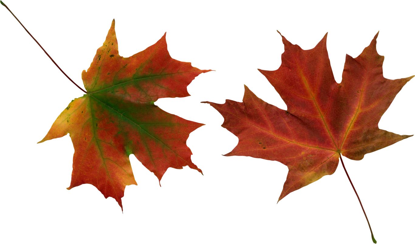 autumn PNG leaf     图片编号:3600