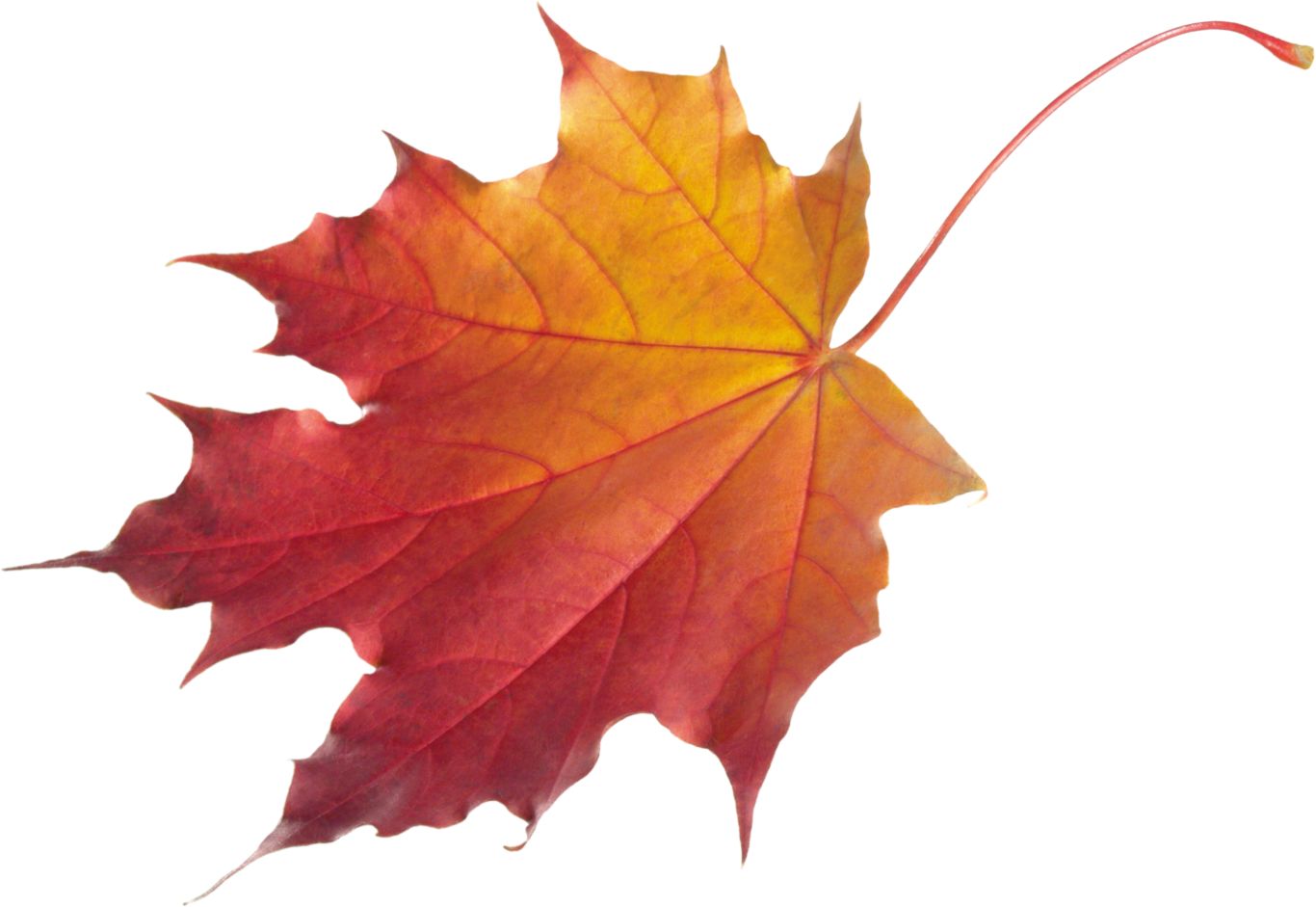 autumn PNG leaf     图片编号:3601
