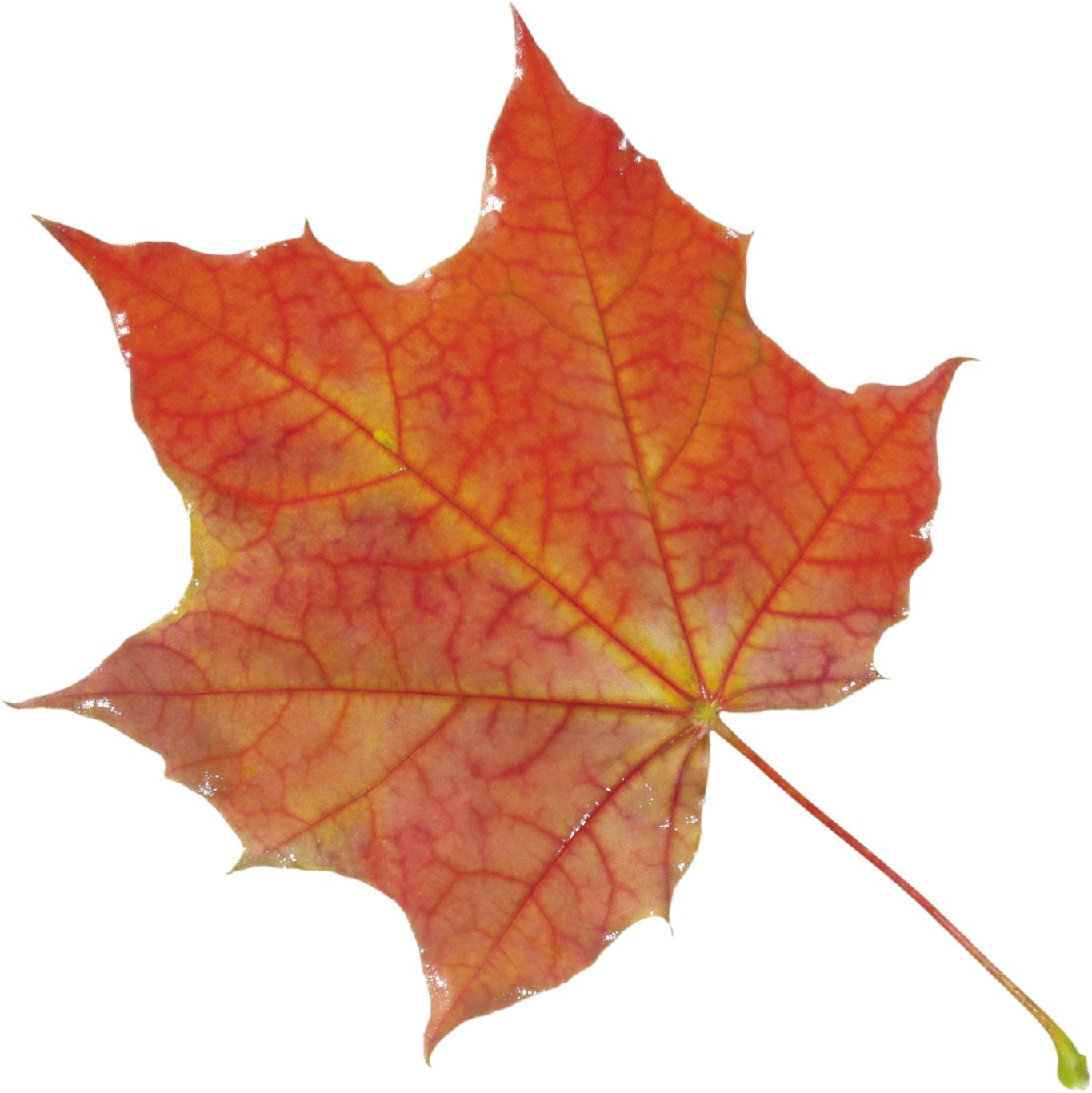 autumn PNG leaf     图片编号:3602