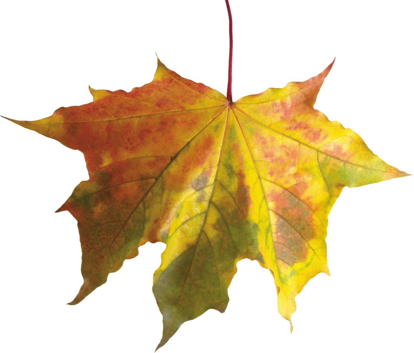 autumn PNG leaf     图片编号:3604