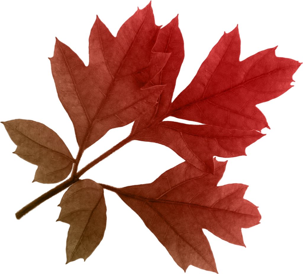 autumn PNG leaf     图片编号:3607