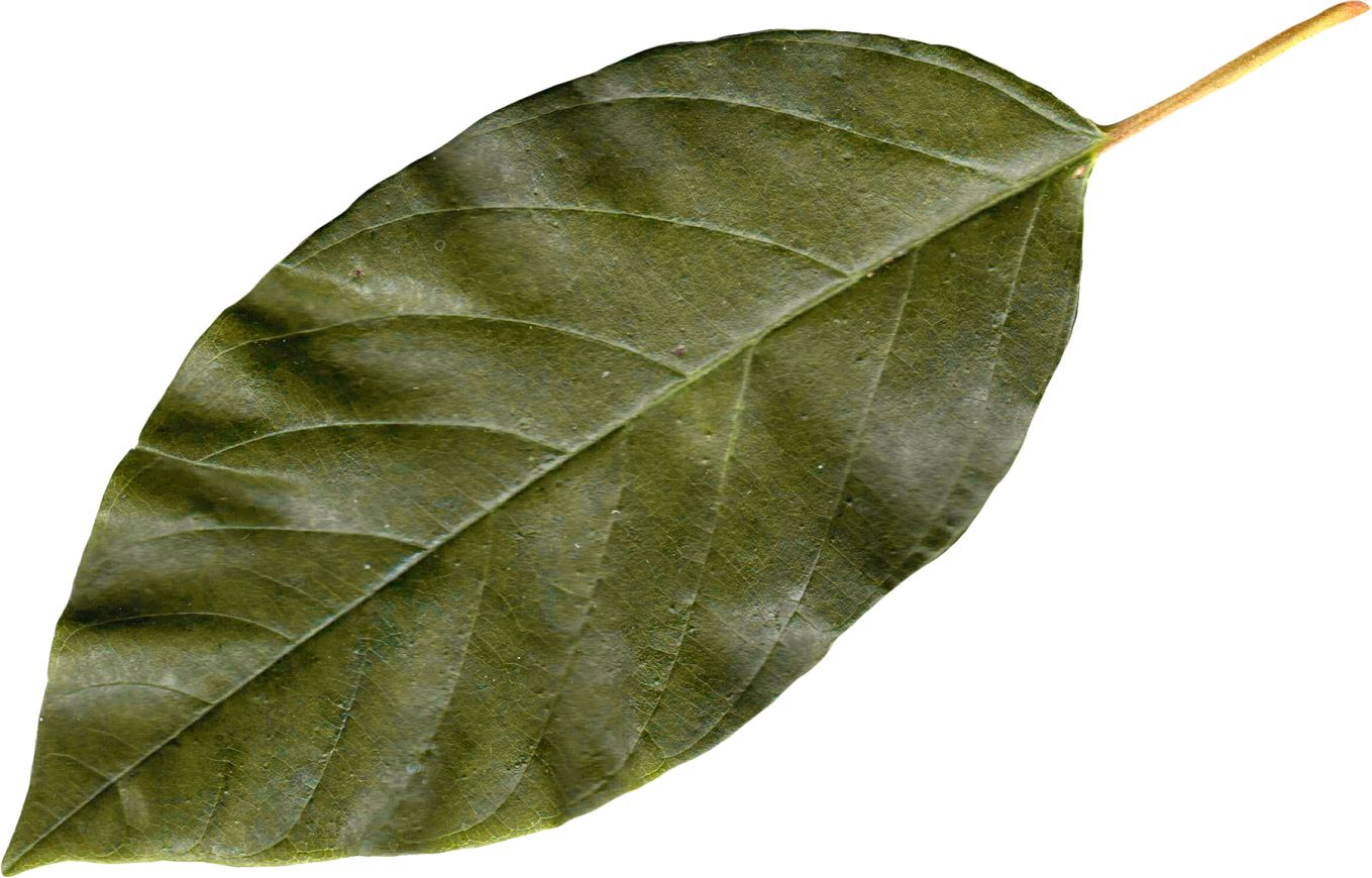 autumn PNG leaf     图片编号:3609