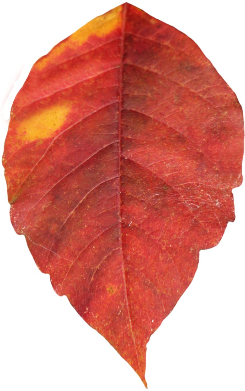 red autumn PNG leaf     图片编号:3610