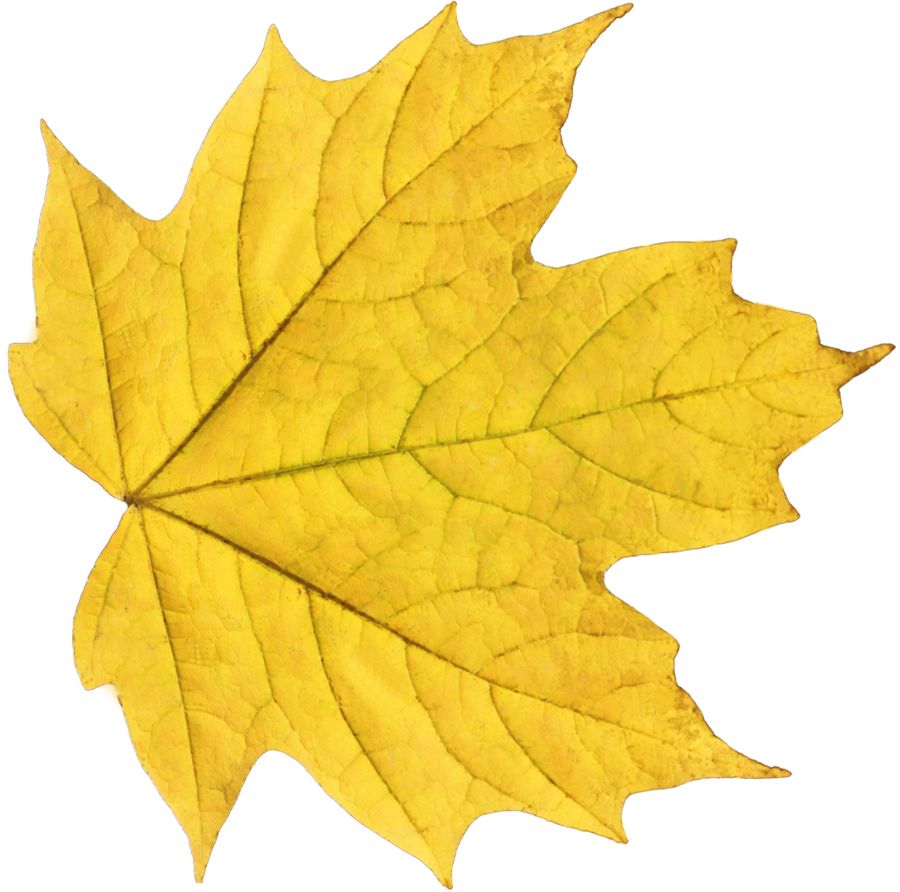 yellow autumn PNG leaf     图片编号:3611
