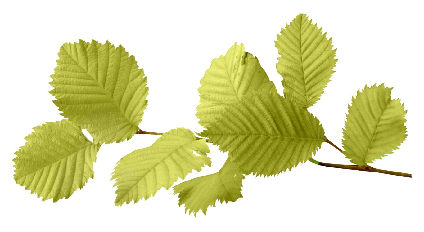 autumn PNG leaf     图片编号:3613