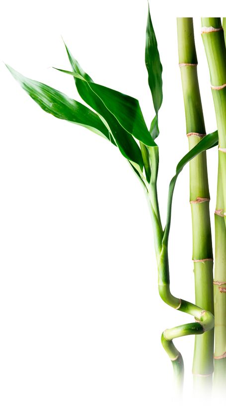 Bamboo PNG     图片编号:104389