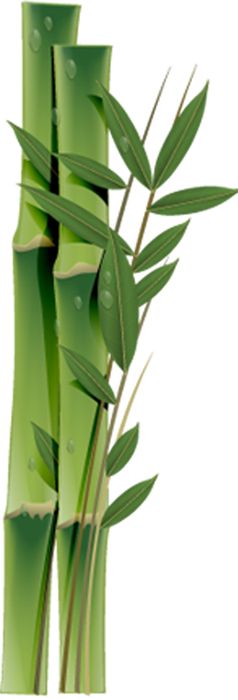 Bamboo PNG     图片编号:63762