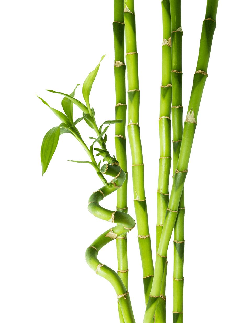 Bamboo PNG     图片编号:63764