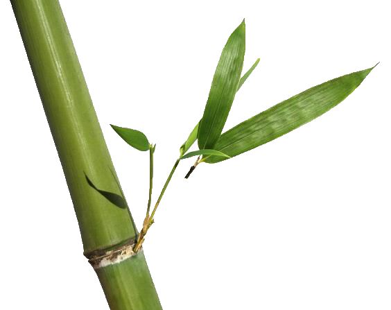Bamboo PNG     图片编号:63766