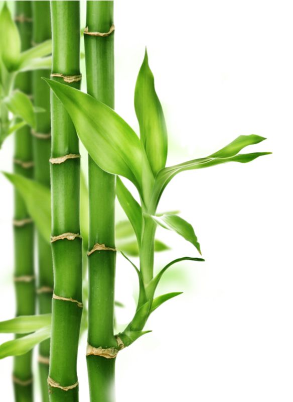 Bamboo PNG     图片编号:63753