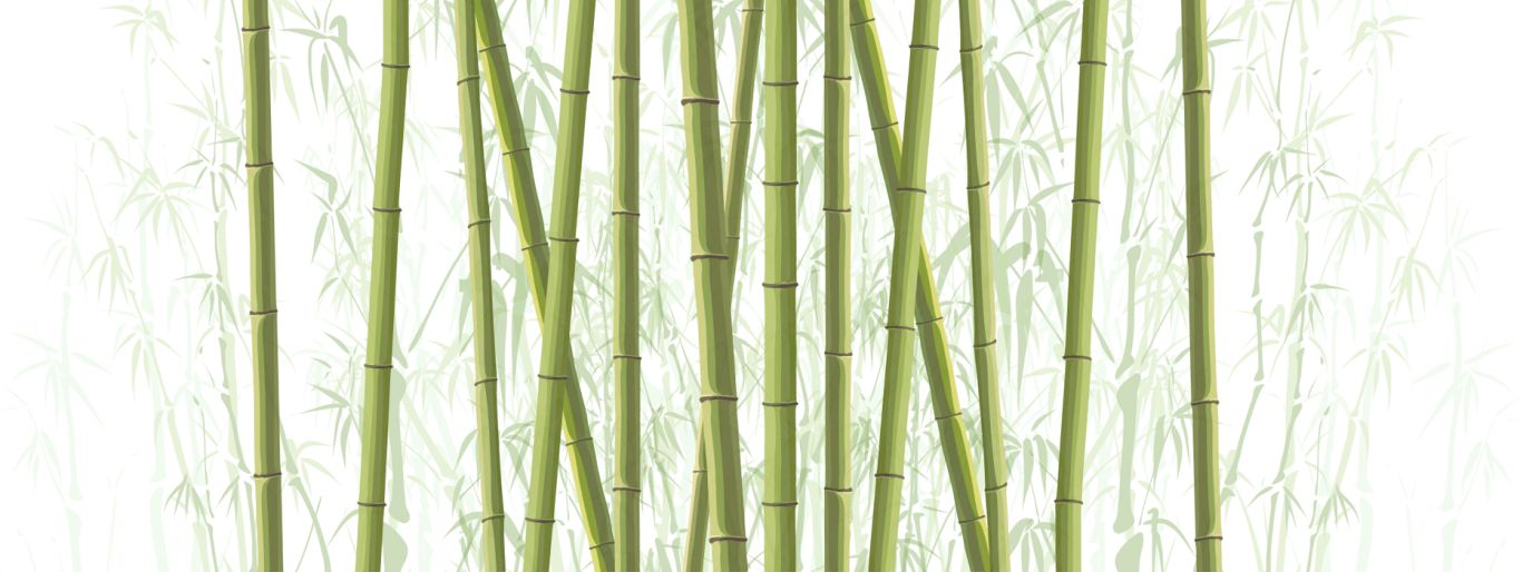 Bamboo PNG     图片编号:63774