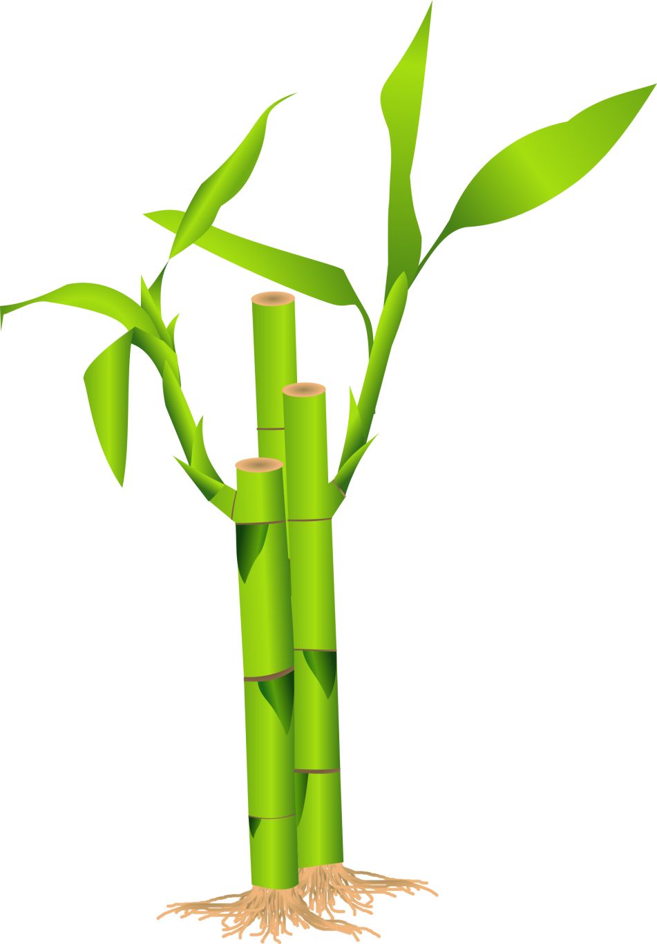 Bamboo PNG     图片编号:63775