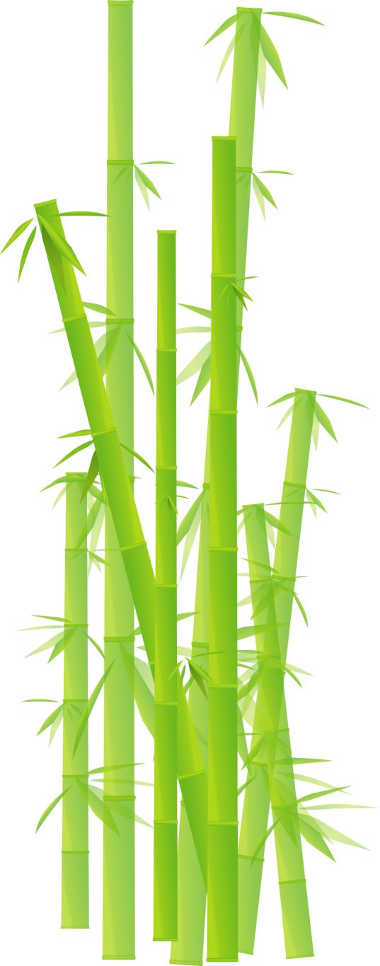 Bamboo PNG     图片编号:63776