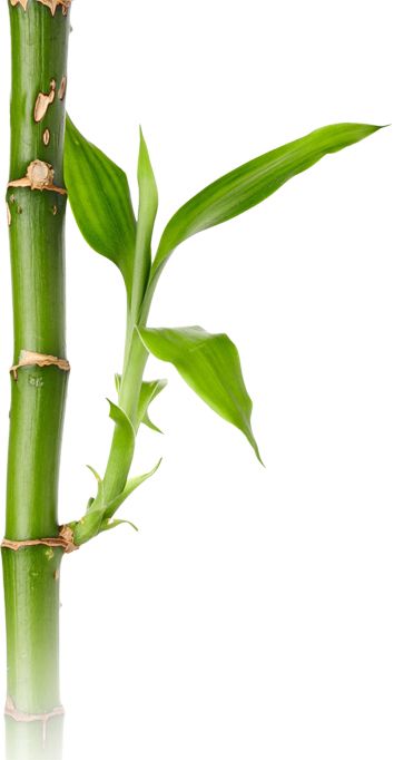 Bamboo PNG     图片编号:63780