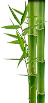 Bamboo PNG     图片编号:63781