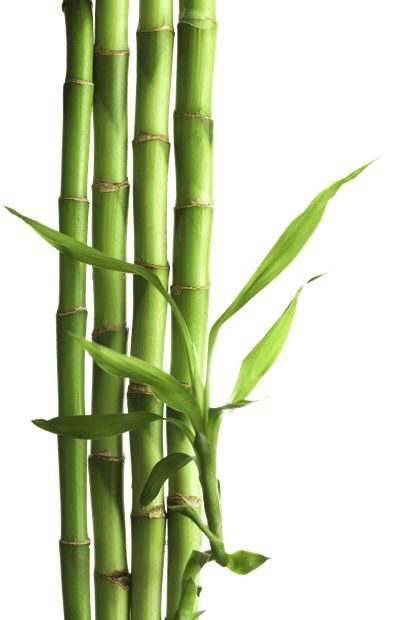 Bamboo PNG     图片编号:63782