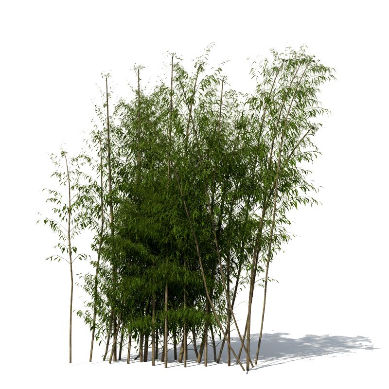 Bamboo PNG     图片编号:63784