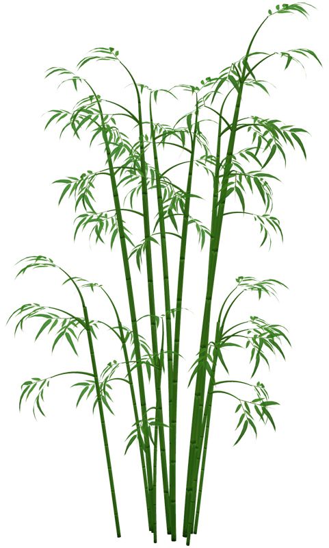 Bamboo PNG     图片编号:63785