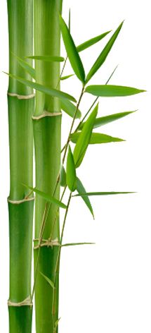 Bamboo PNG     图片编号:63755