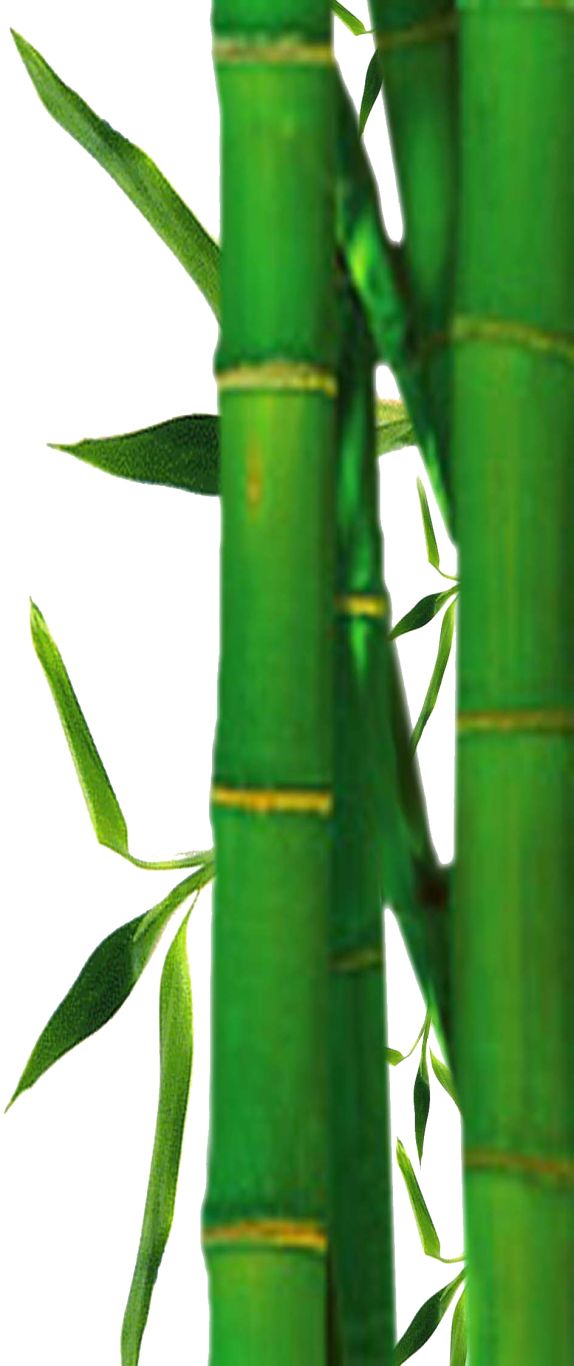 Bamboo PNG     图片编号:63791