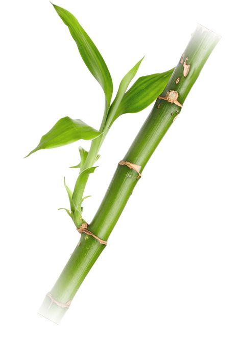 Bamboo PNG     图片编号:63793