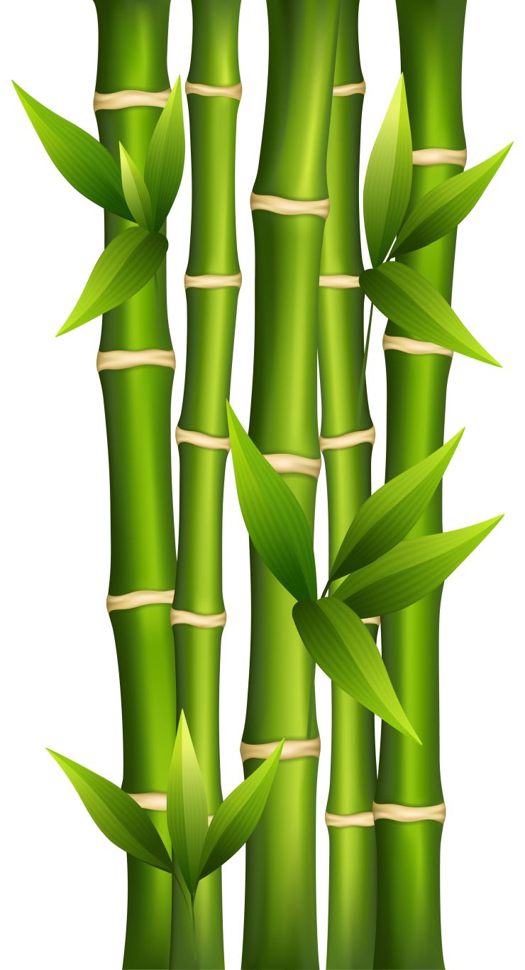 Bamboo PNG     图片编号:63795