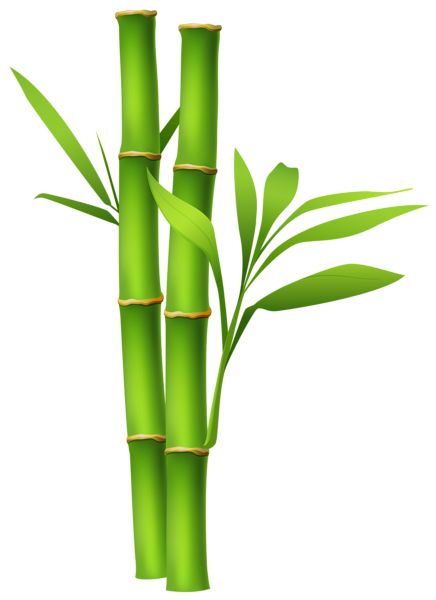 Bamboo PNG     图片编号:63796