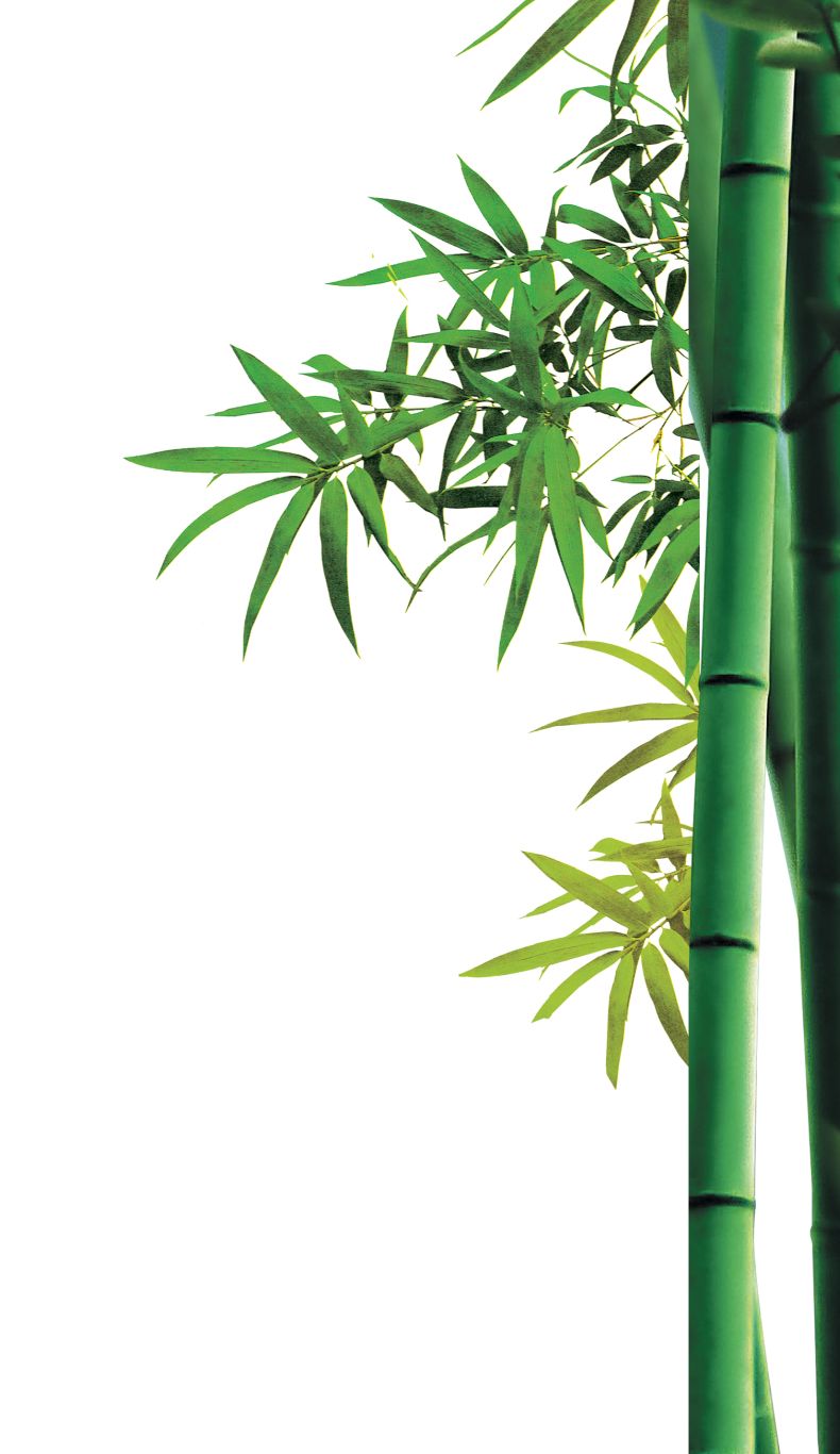 Bamboo PNG     图片编号:63800