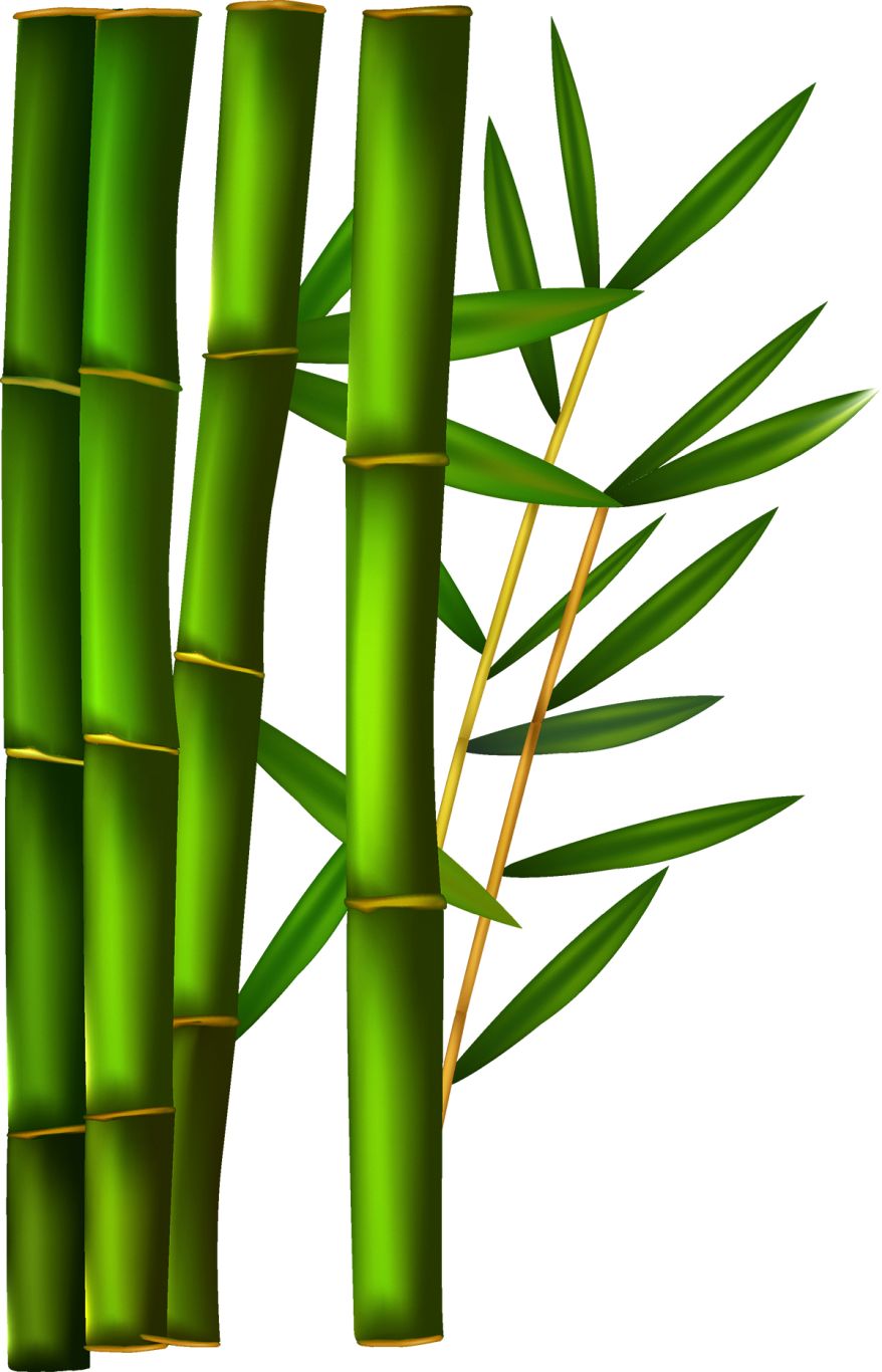 Bamboo PNG     图片编号:63801