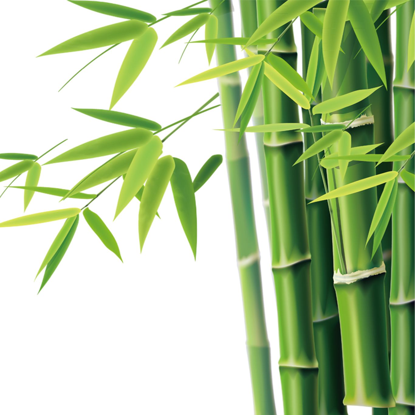 Bamboo PNG     图片编号:63805