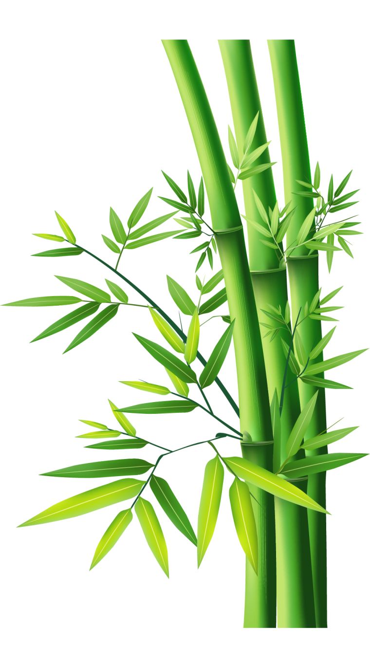 Bamboo PNG     图片编号:63806