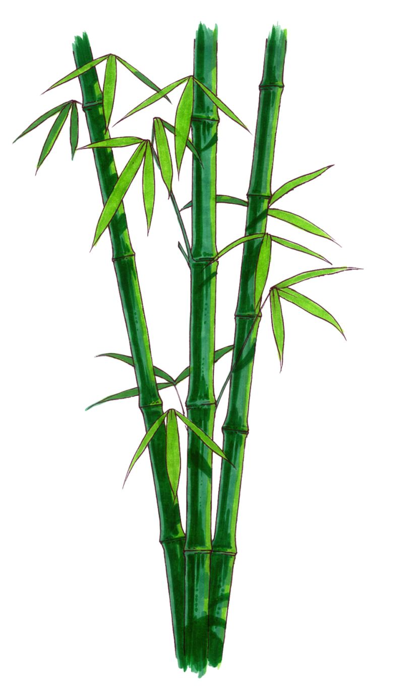 Bamboo PNG     图片编号:63808