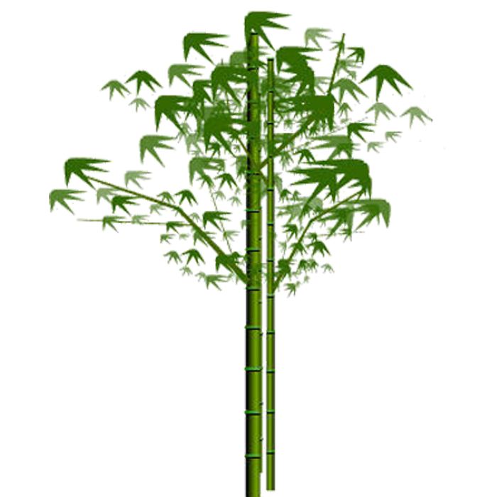 Bamboo PNG     图片编号:63809