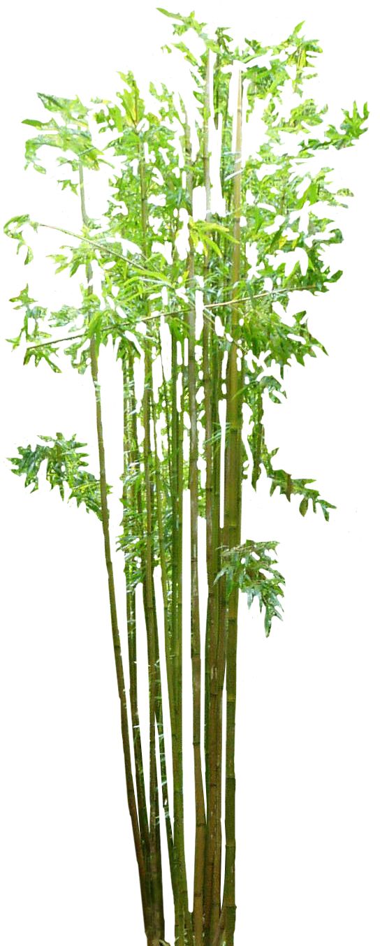 Bamboo PNG     图片编号:63810