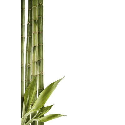 Bamboo PNG     图片编号:63757