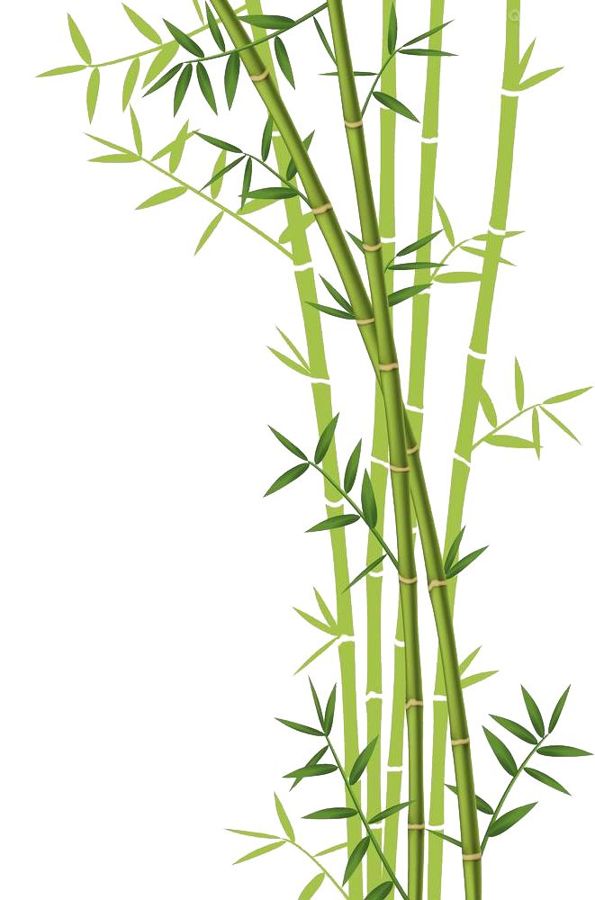 Bamboo PNG     图片编号:63811
