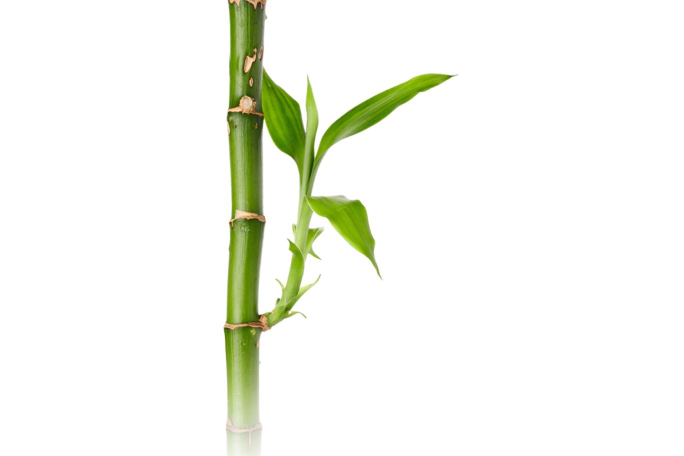 Bamboo PNG     图片编号:63818
