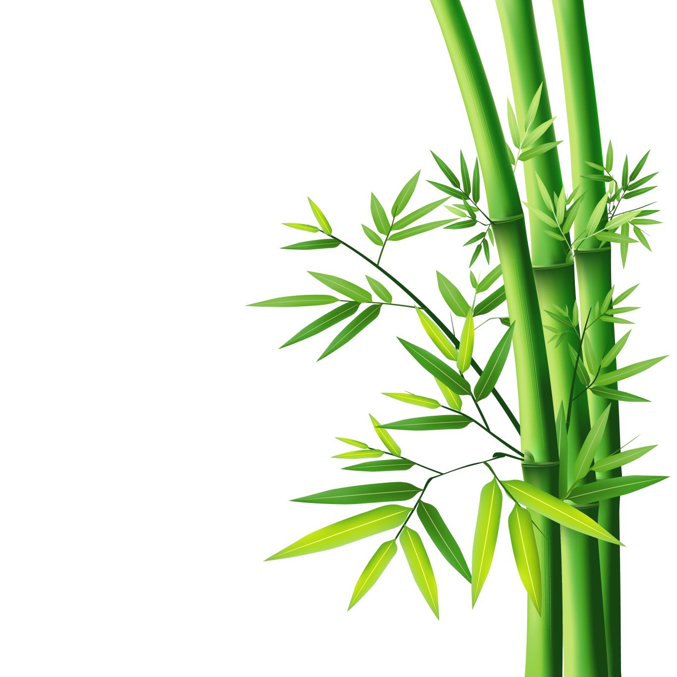 Bamboo PNG     图片编号:63819