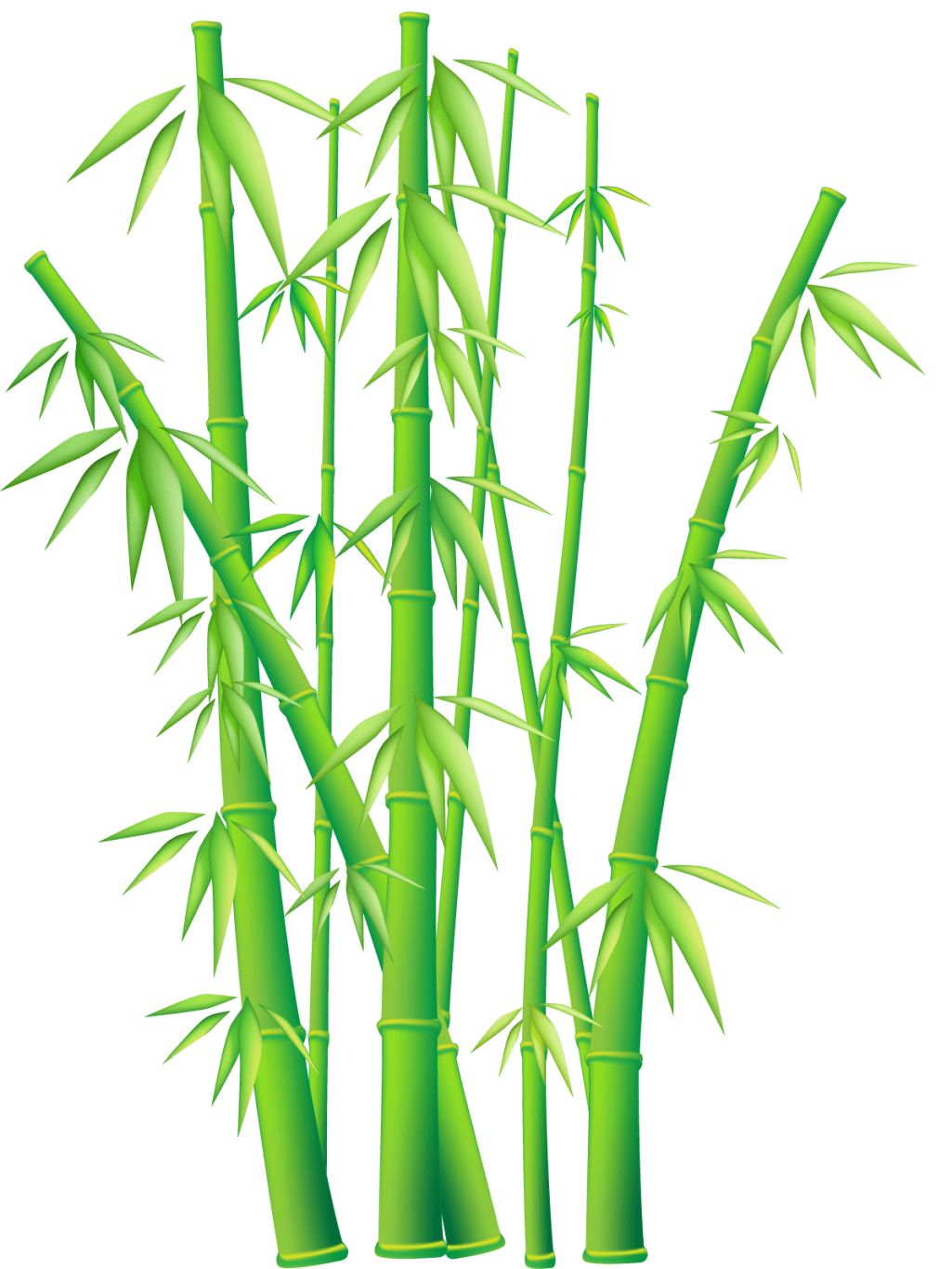 Bamboo PNG     图片编号:63820