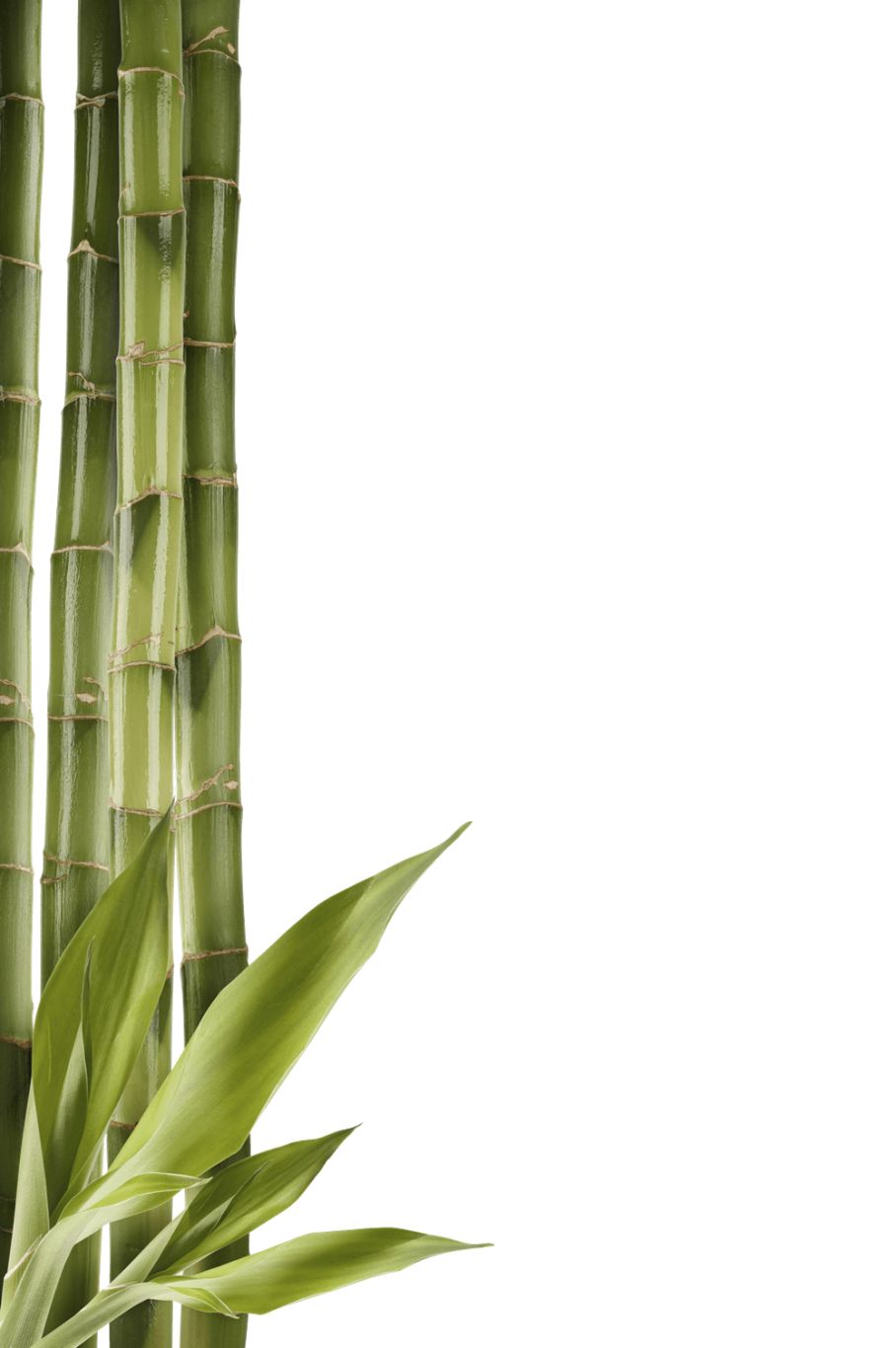 Bamboo PNG     图片编号:63758