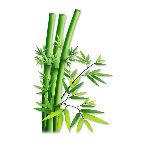 Bamboo PNG     图片编号:63821